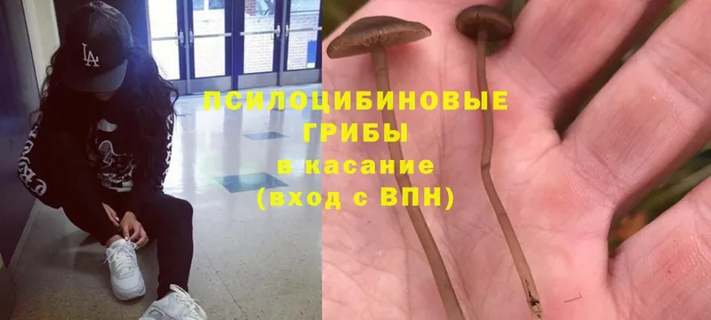 Галлюциногенные грибы Psilocybine cubensis Киренск